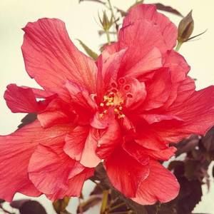 Meet your Posher, Aliyyah